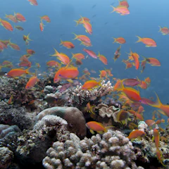 Korallenriff mit Schwärmen orangefarbener Fische